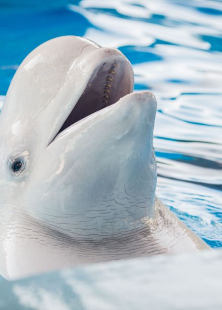 Плавание с китами