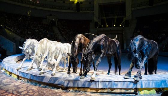 Цирк в гостях у сказки