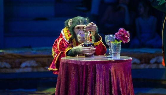 Цирк в гостях у сказки