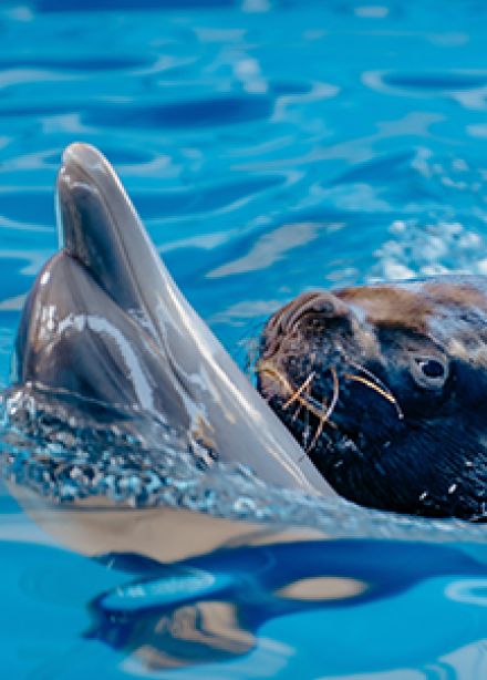 Дельфинарий