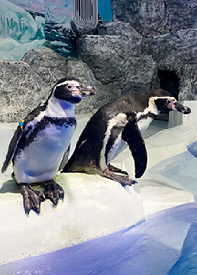 Пингвинарий