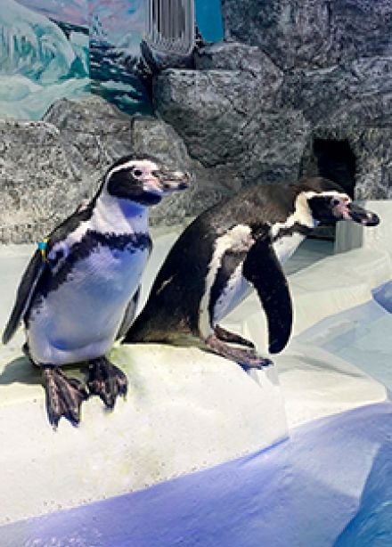 Пингвинарий