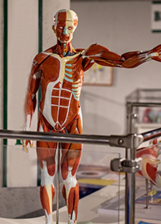 Внутри человека