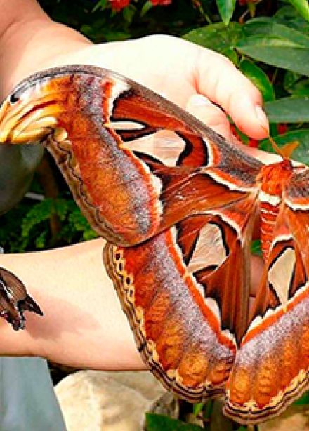 Сад бабочек