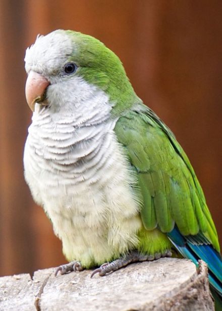 Попугариум