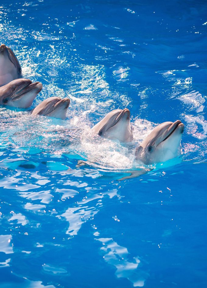 Плавание с дельфинами