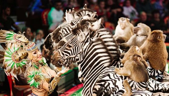 Цирк Гии Эрадзе «Бурлеск»